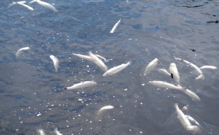 Katastrofa ekologiczna na Liśnicy. Tysiące ryb zostało zatrutych