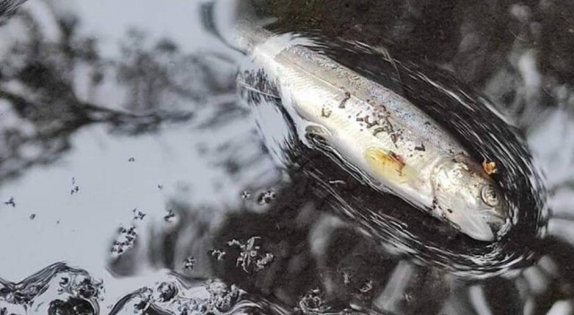 Katastrofa ekologiczna w pow. białogardzkim: Poszukiwany jest człowiek, który zatruł rzekę Liśnicę i tony ryb