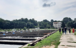 Katastrofa ekologiczna na Liśnicy. Tysiące ryb zostało zatrutych